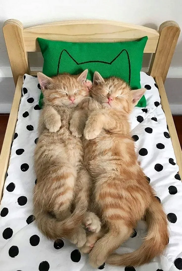 Спящие котята. Красивое животное
