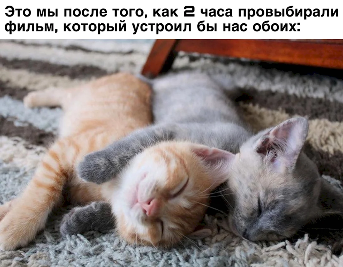 Спящие котята. Красивые картинки животных