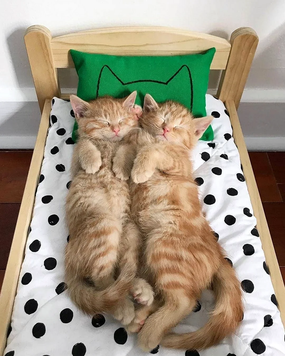Спящие котята. Красивые картинки животных