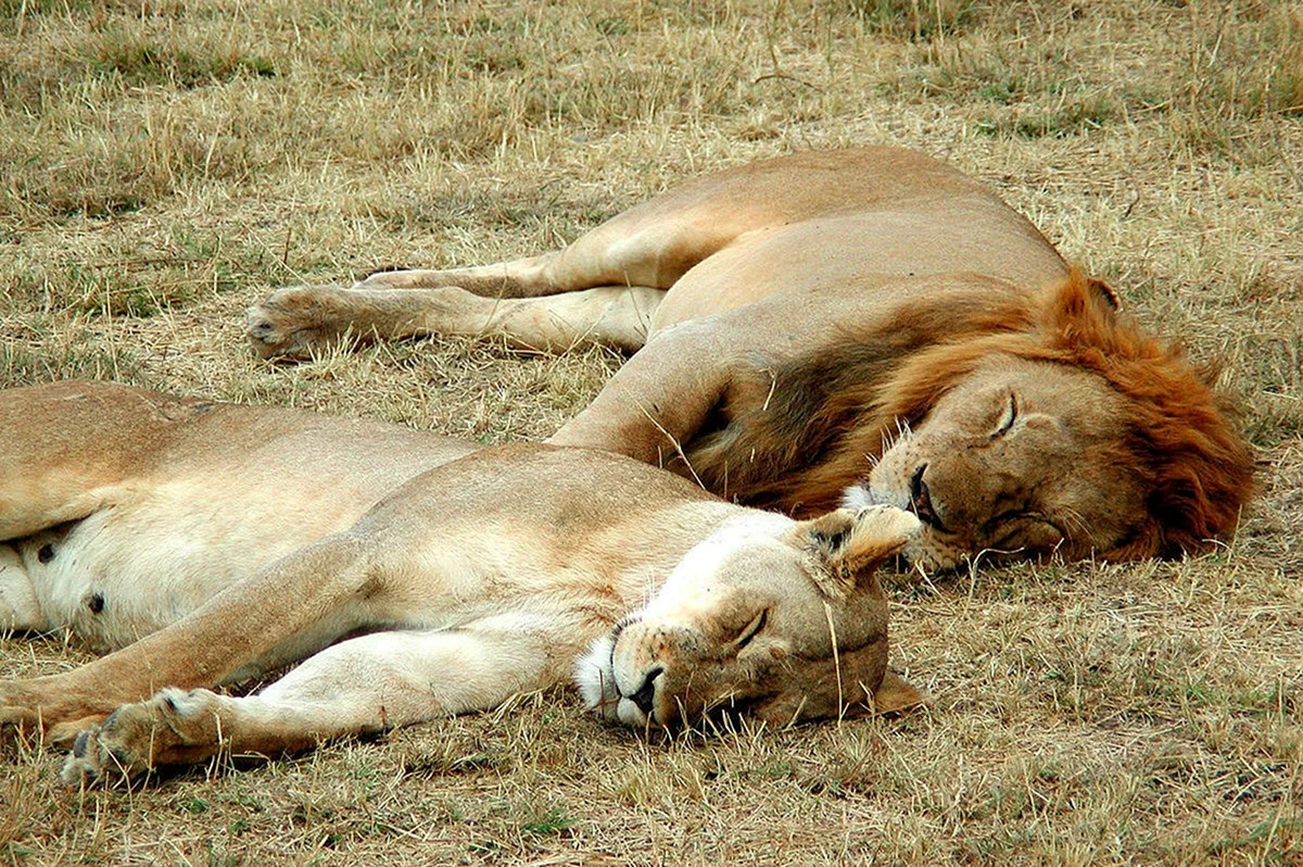 Спящие львы. Красивое животное