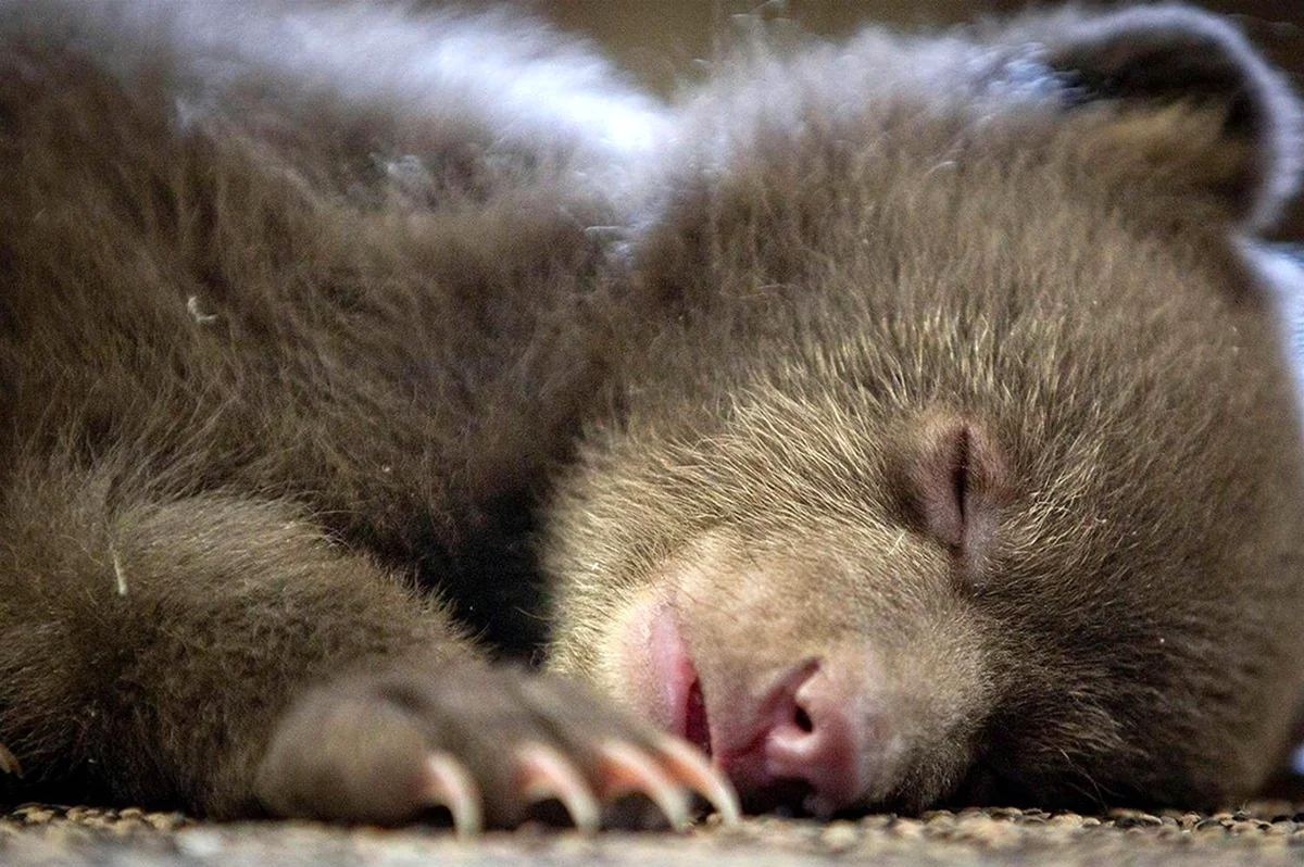 Спящие медвежата. Красивое животное