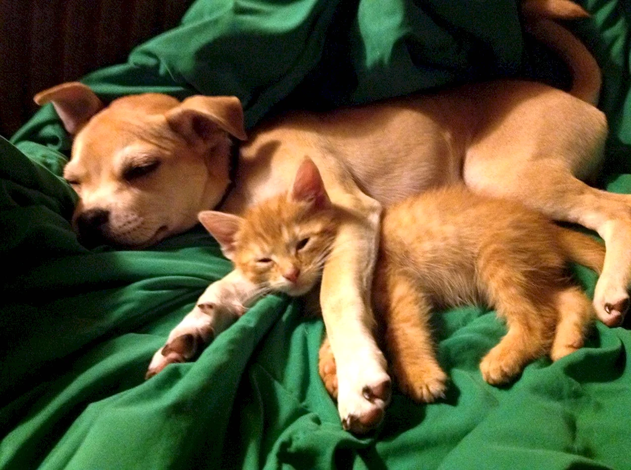 Спящие щенки и котята. Красивое животное