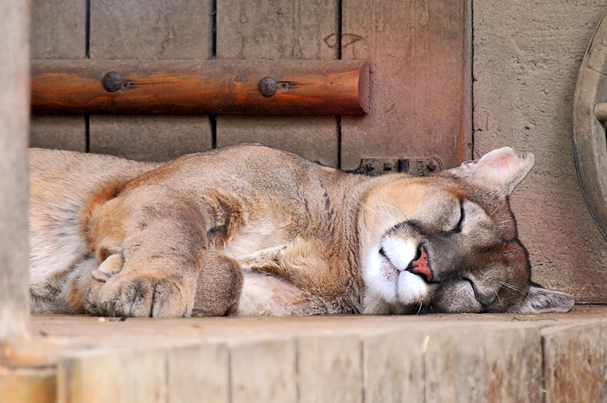 Спящие животные. Красивое животное