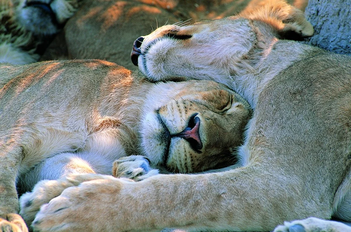 Спящие животные. Красивое животное