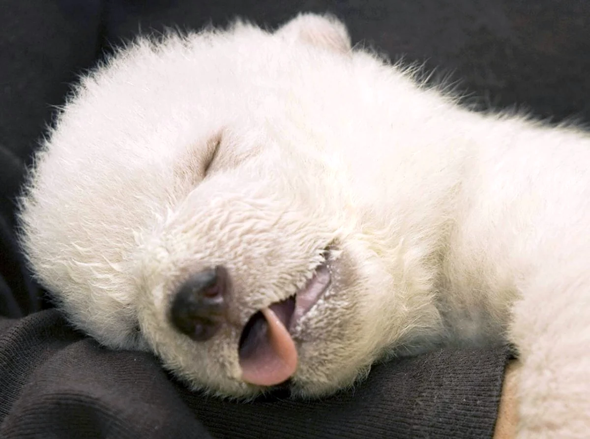 Спящий белый медведь. Красивое животное