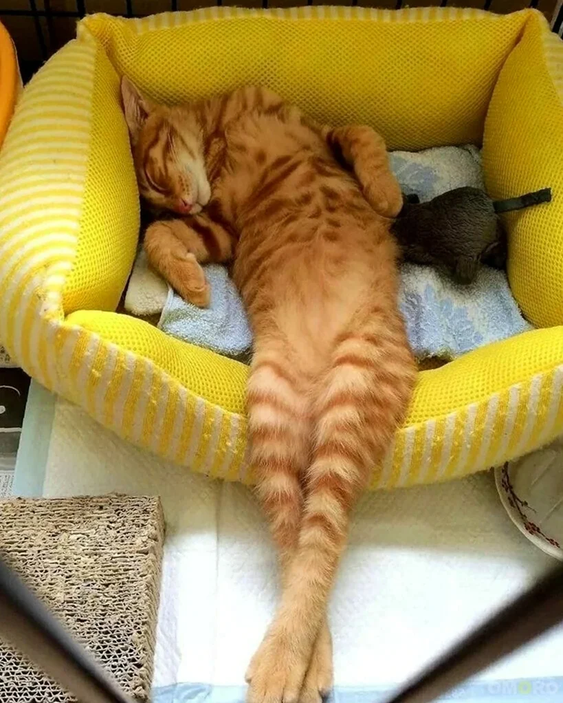 Спящий кот. Красивые картинки животных