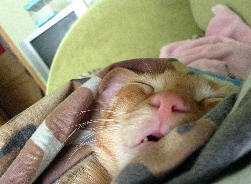 Спящий кот с открытым ртом. Картинка