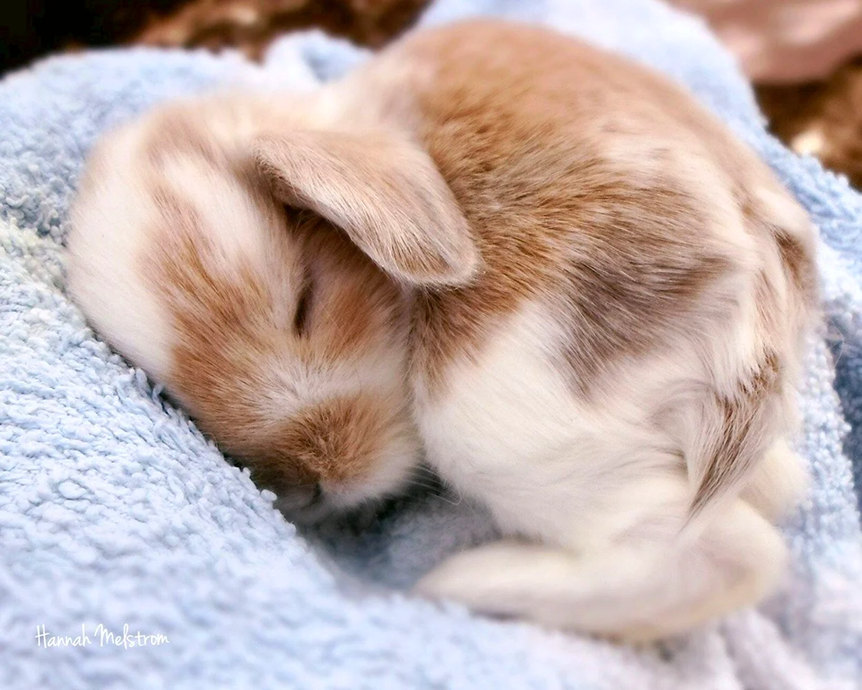 Спящий кролик. Красивое животное
