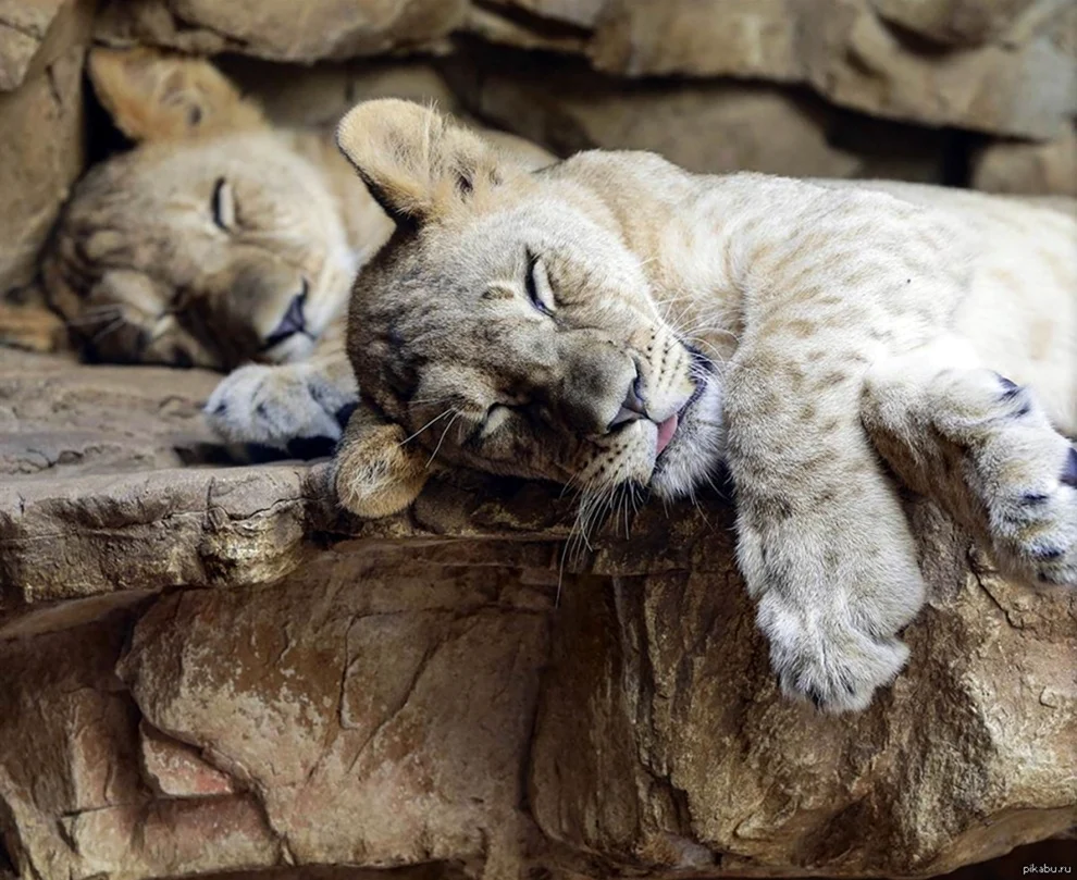 Спящий Львенок. Красивое животное