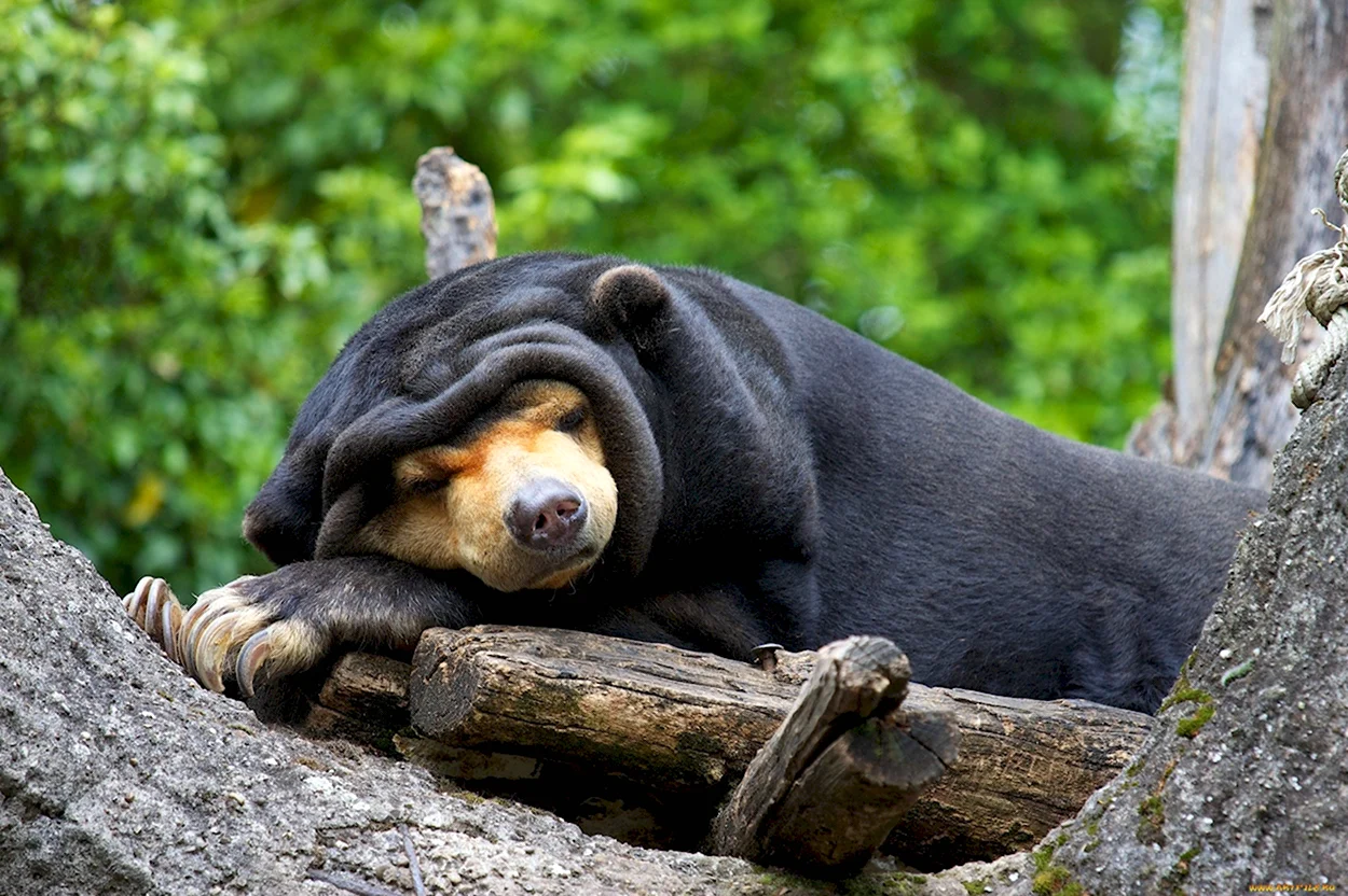Спящий медведь. Красивое животное