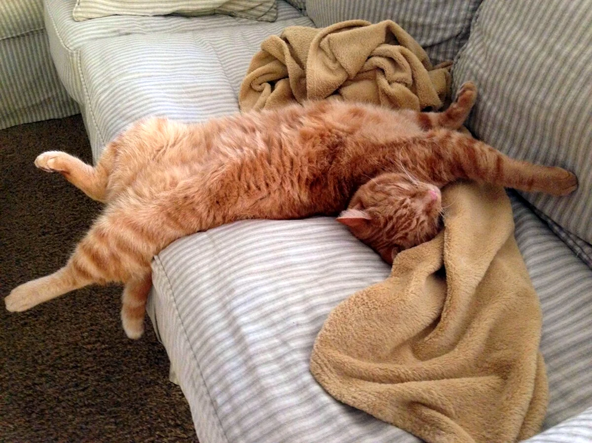 Спящий рыжий кот. Картинка