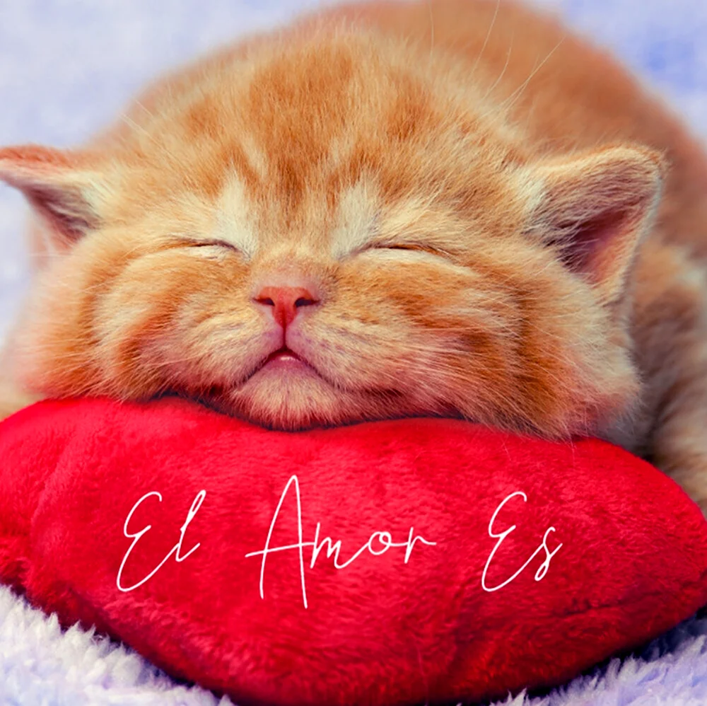 Спокойной ночи рыжий кот. Открытка на каждый день