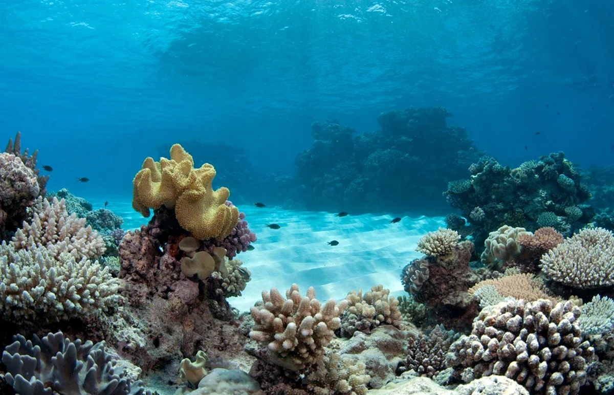 Средиземное море рифы. Картинка