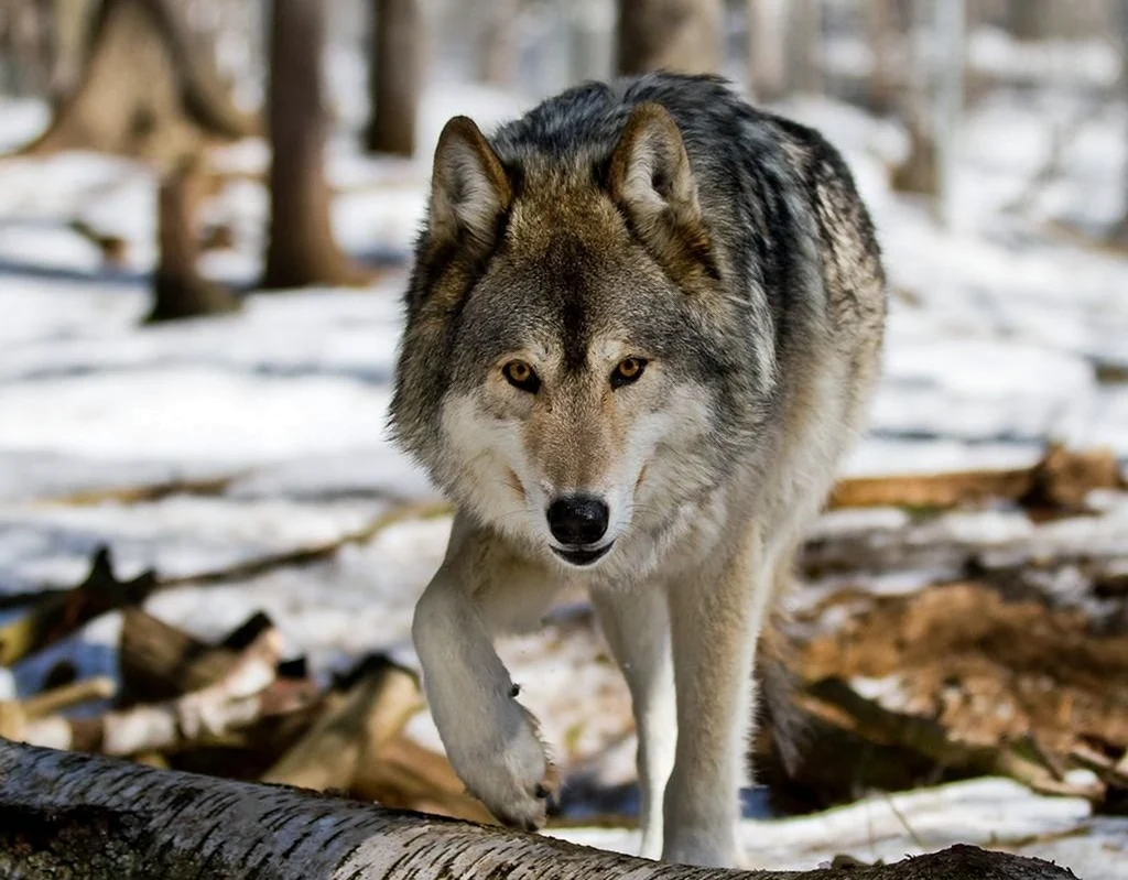 Среднерусский Лесной волк. Красивое животное