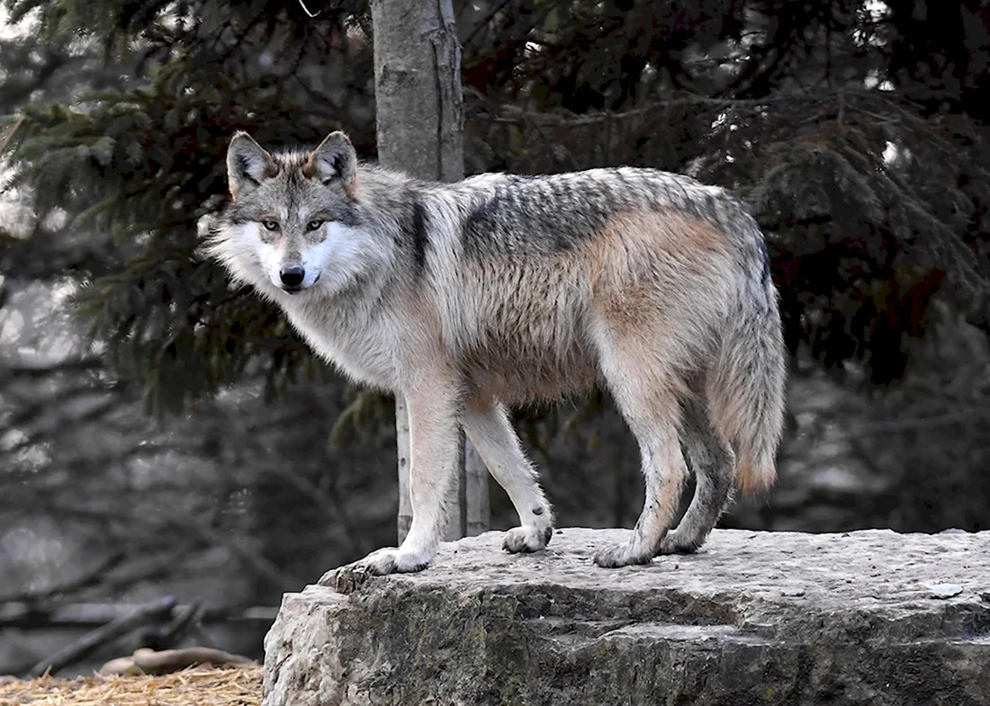Среднерусский Лесной волк. Красивые картинки животных