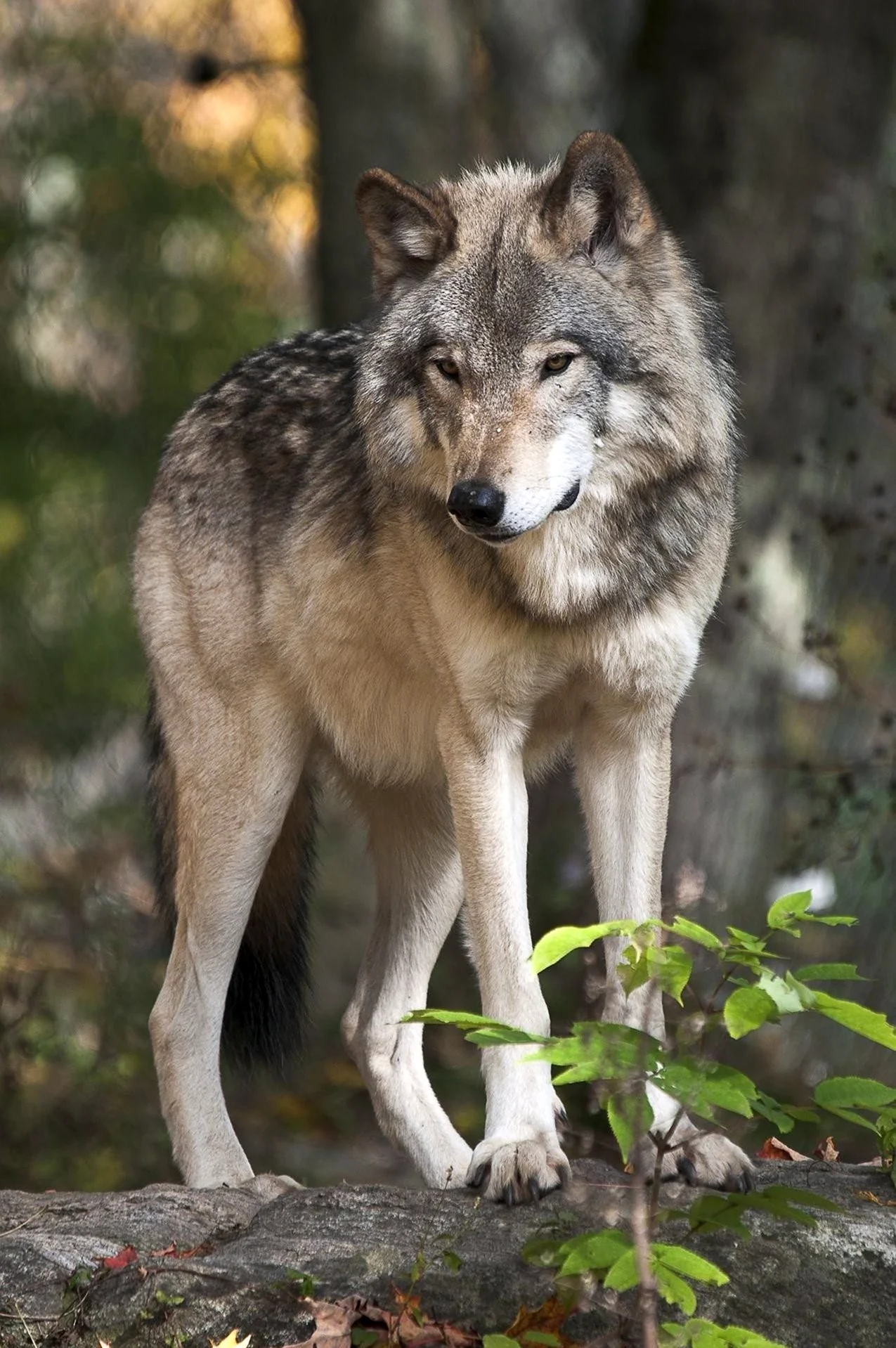 Среднерусский Лесной волк. Картинка
