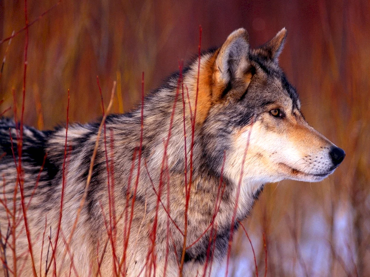 Среднерусский Лесной волк. Красивое животное