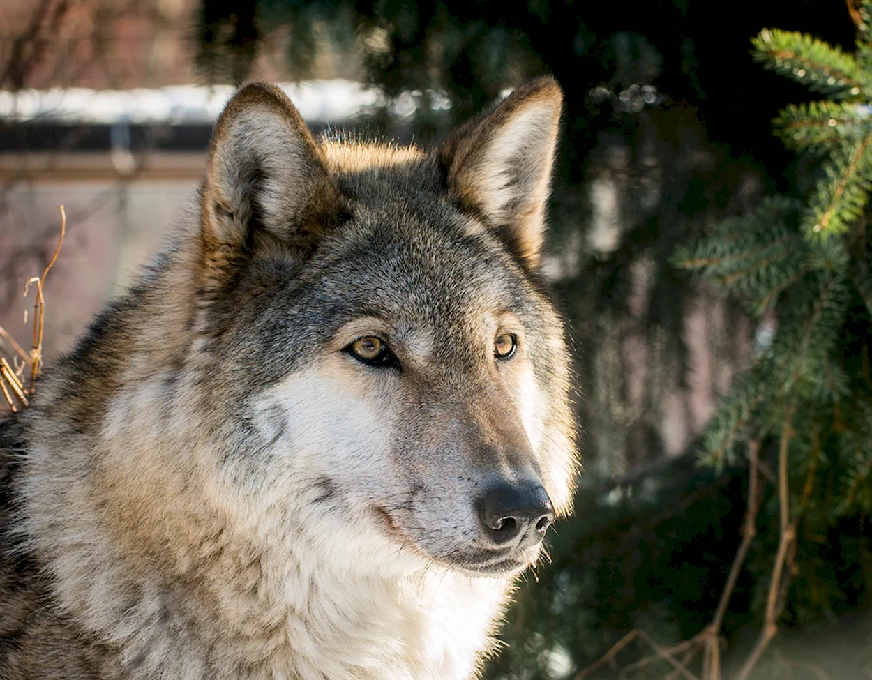 Среднерусский волк. Красивое животное