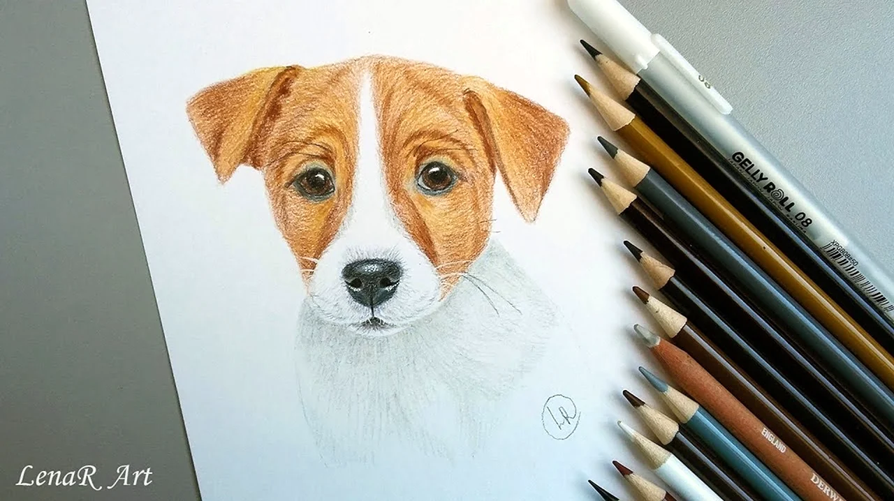 Срисовка пса Джек Рассел. Для срисовки
