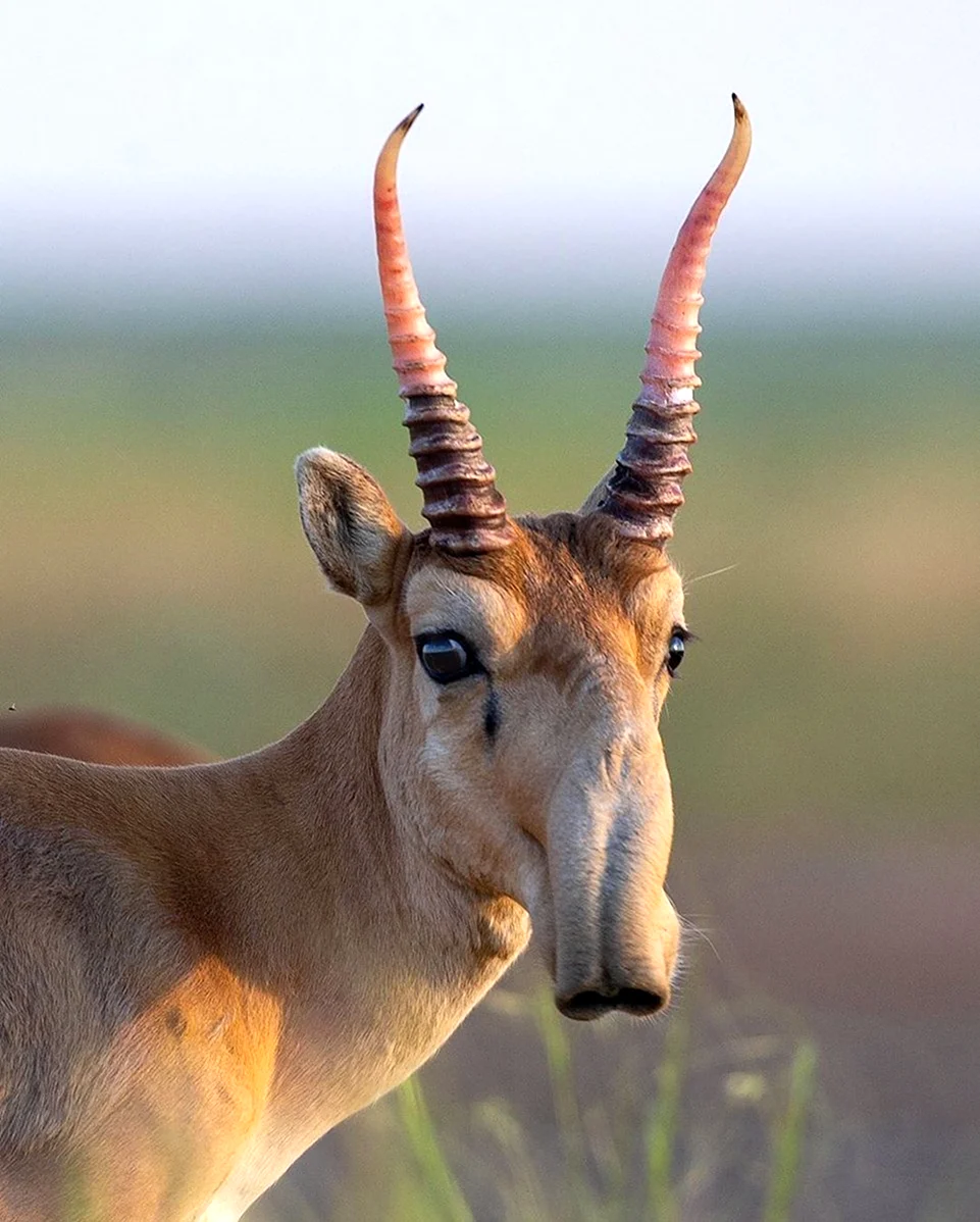 Степная антилопа Сайгак. Картинка