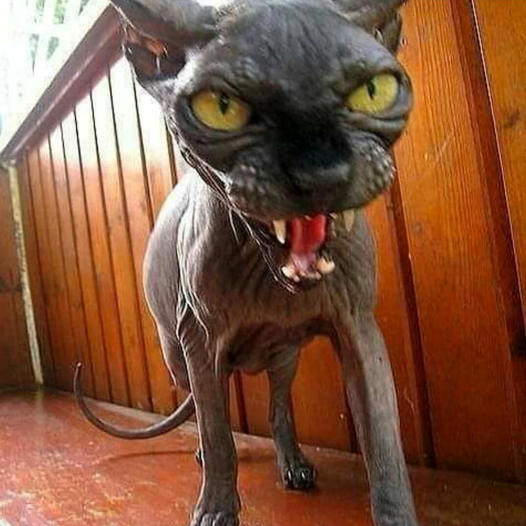 Страшный кот. Картинка