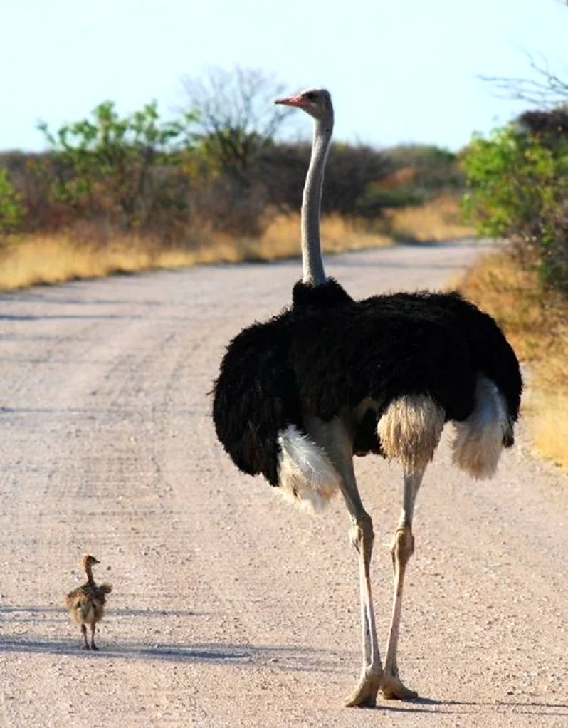 Страус эму и Африканский страус. Красивое животное