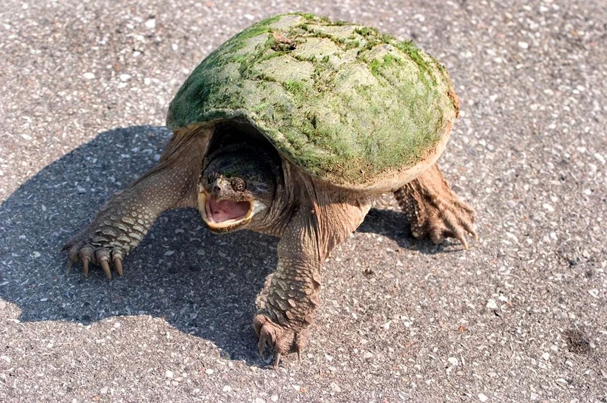 Стремная черепаха. Красивое животное