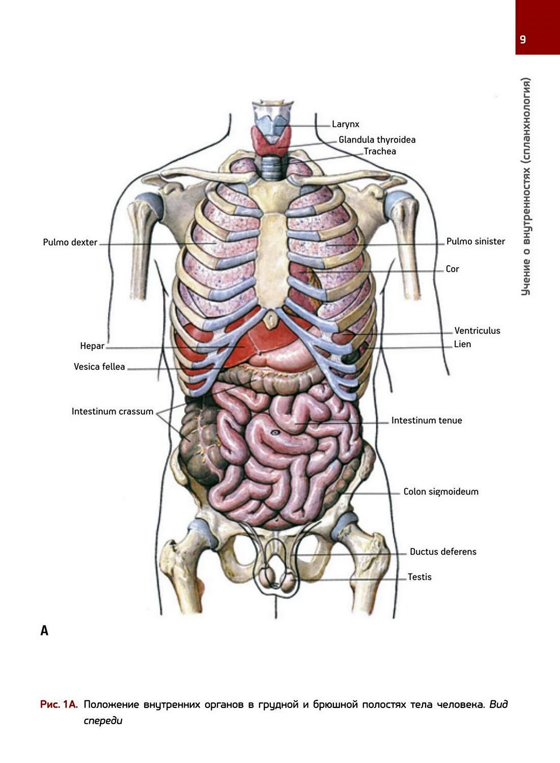 Строение человека сзади внутренние органы. Картинка