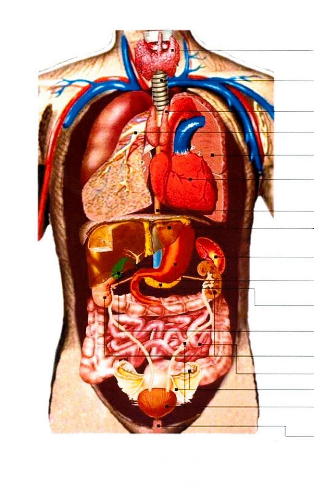 Строение человека внутренние органы. Картинка