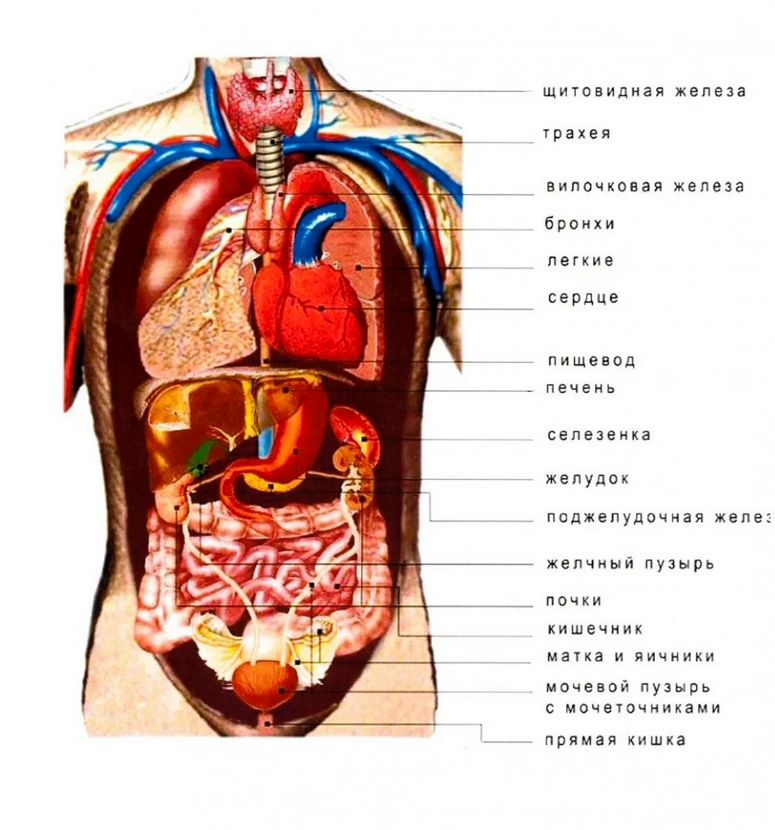Строение человека внутренние органы фото. Картинка