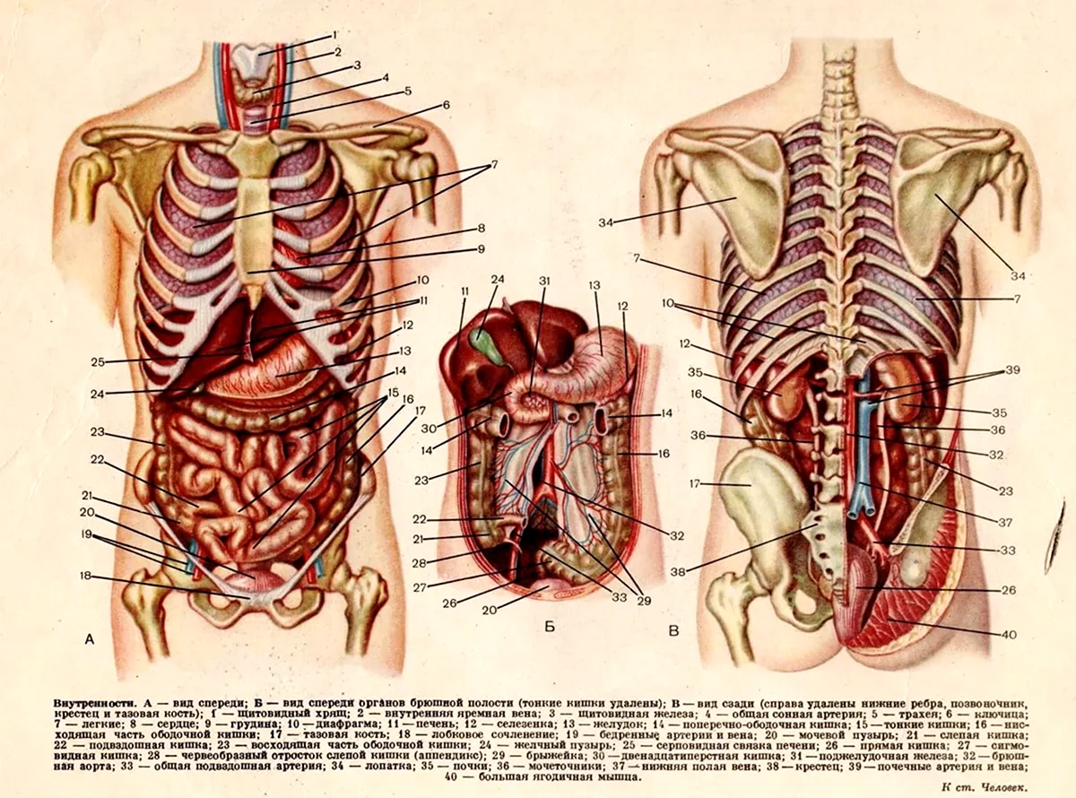 Строение человека внутренние органы мужчины сзади. Картинка