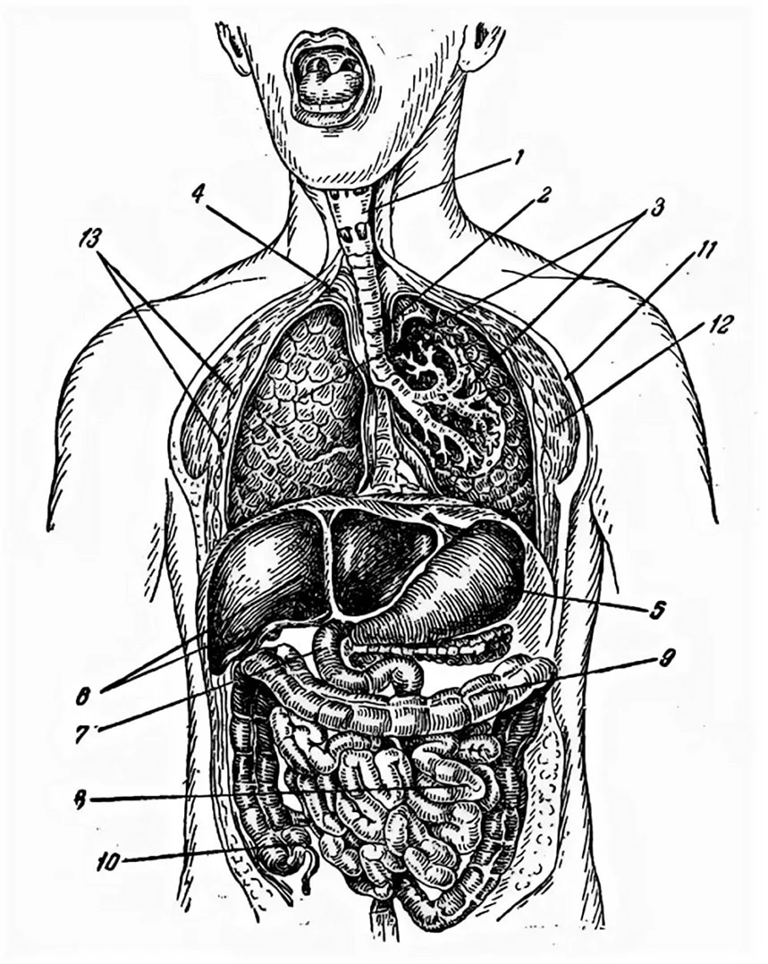Строение организма человека внутренние органы. Картинка