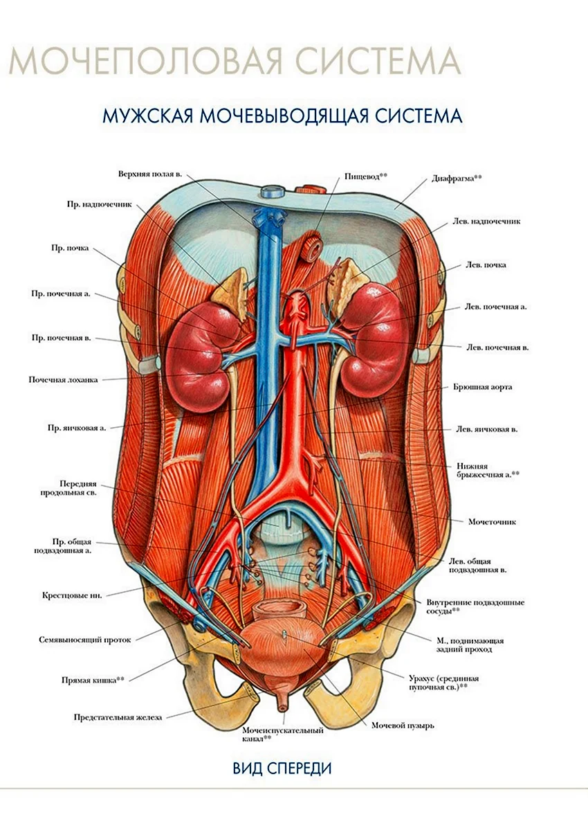 Строение органов человека мужчины спереди. Картинка