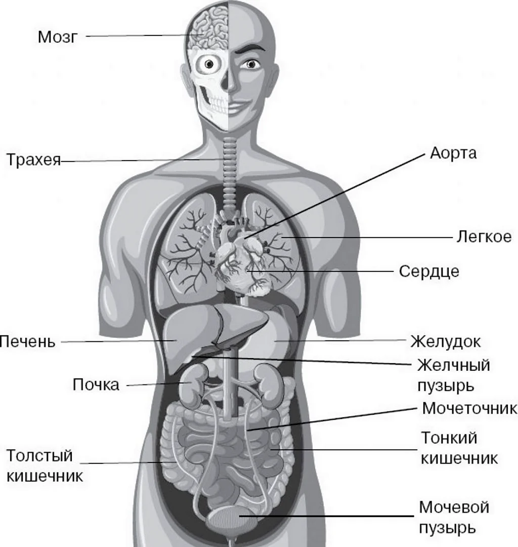 Строение тела человека внутренние органы. Картинка