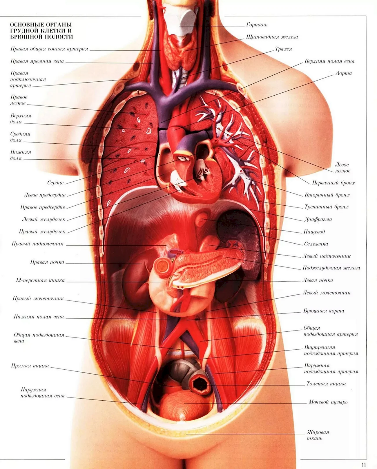 Строение внутренних органов человека брюшная полость. Картинка