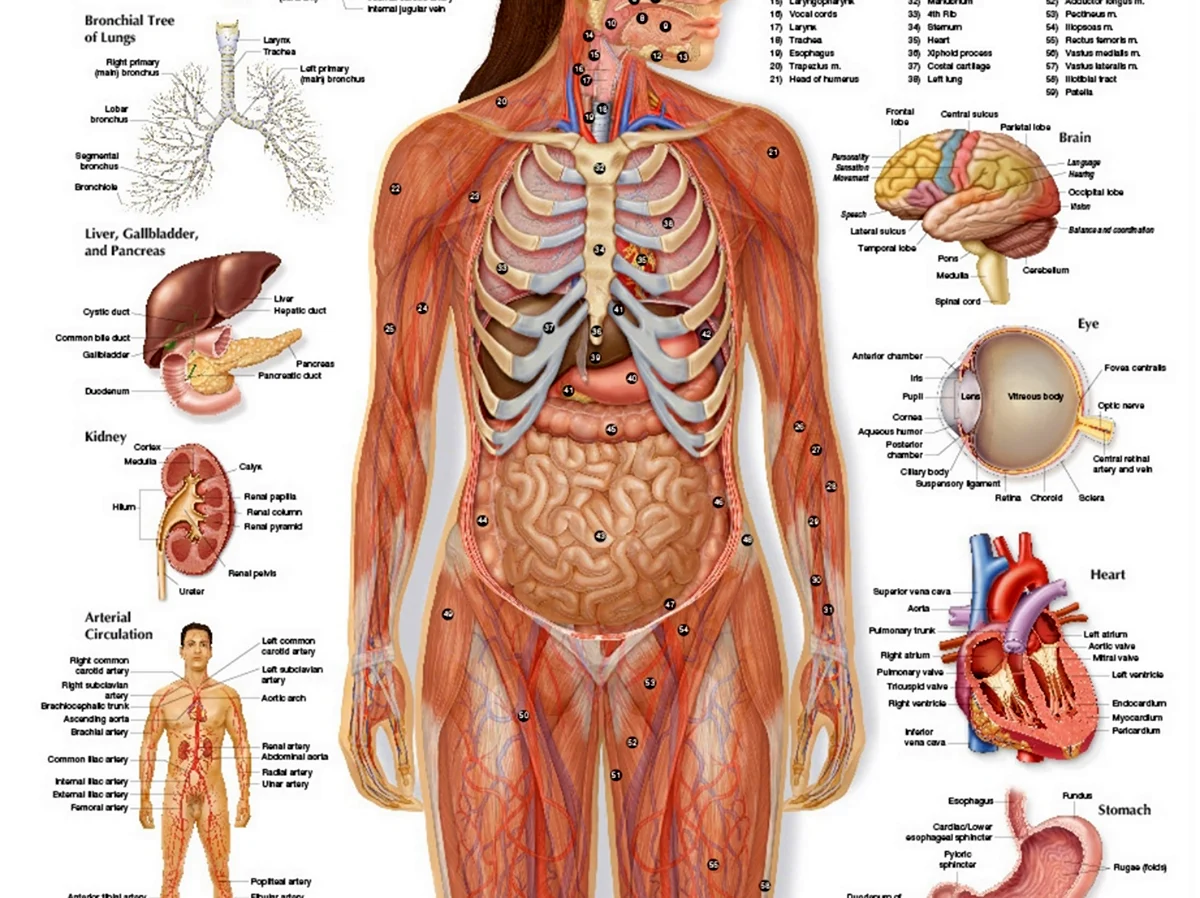 Структура человека внутренние органы женщины. Картинка