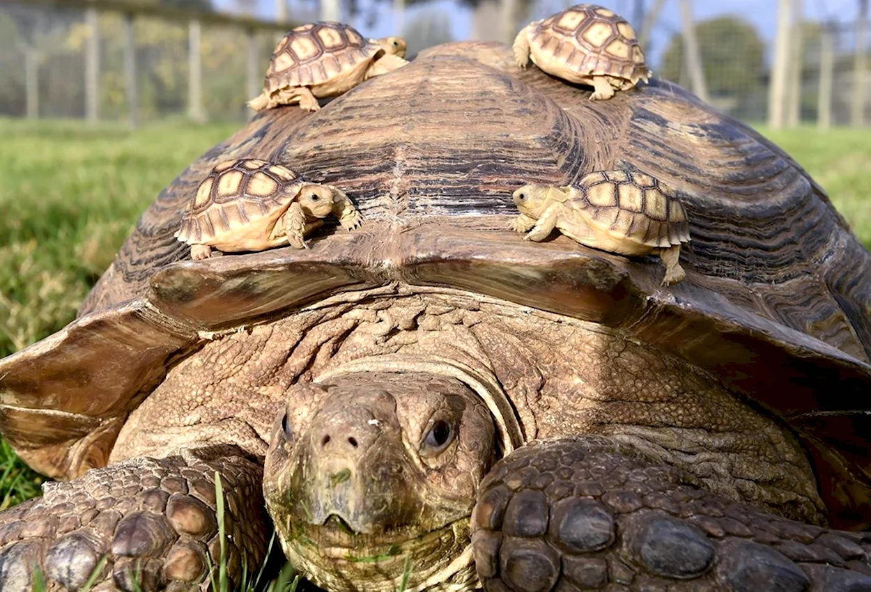 Сухопутная черепаха шпороносная. Красивое животное