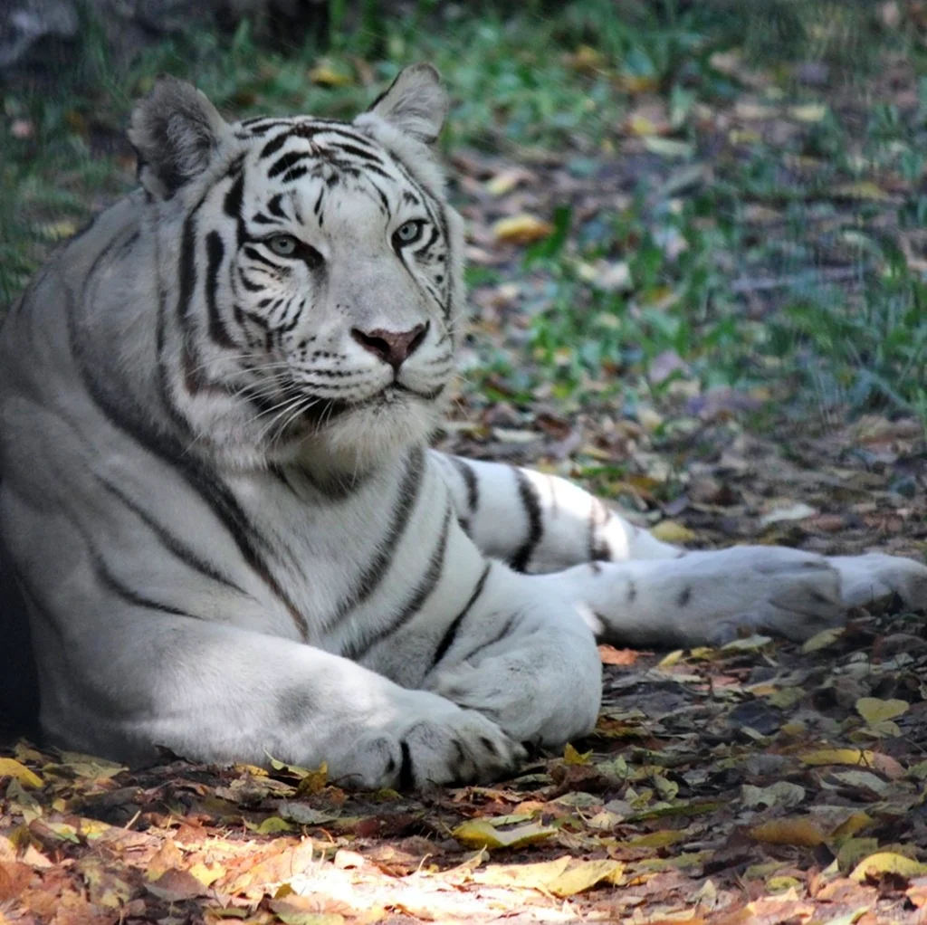 Суматранский Амурский бенгальский тигр. Красивое животное