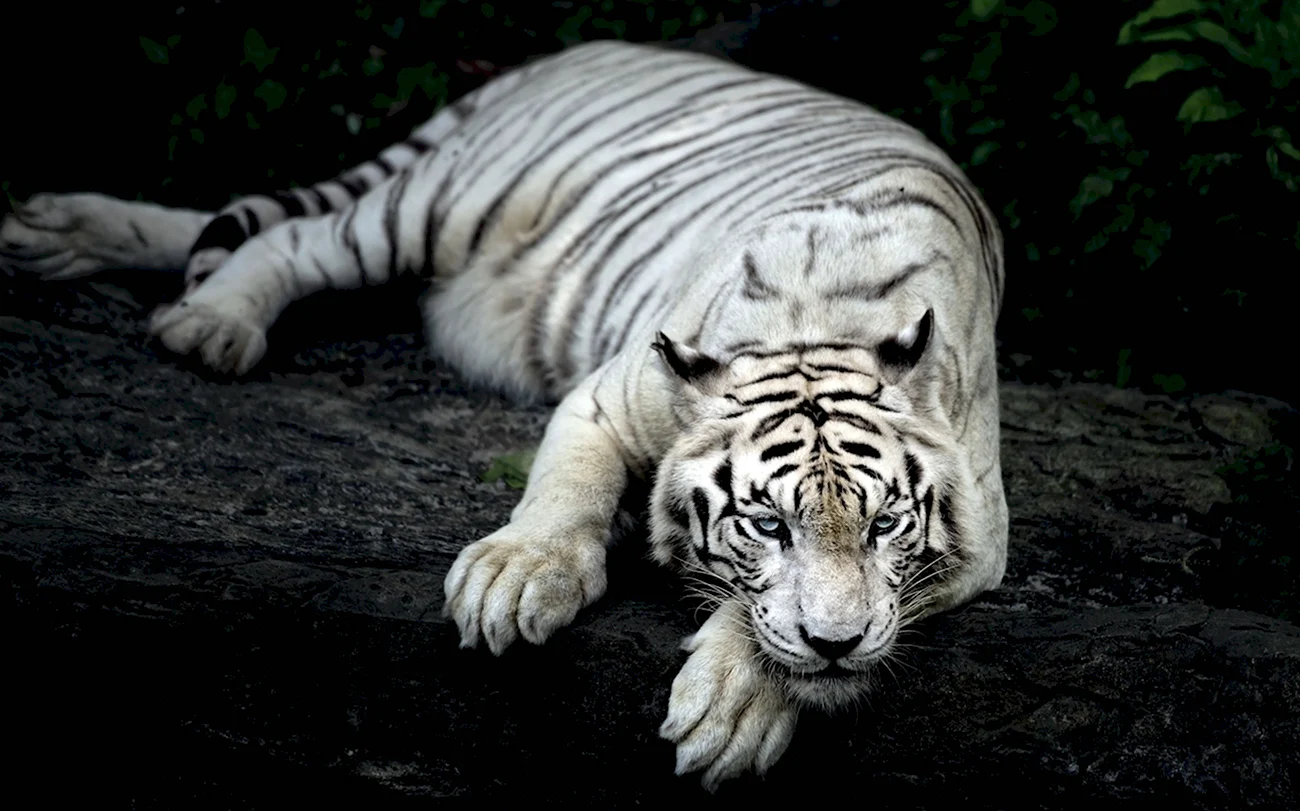 Суматранский тигр альбинос. Картинка