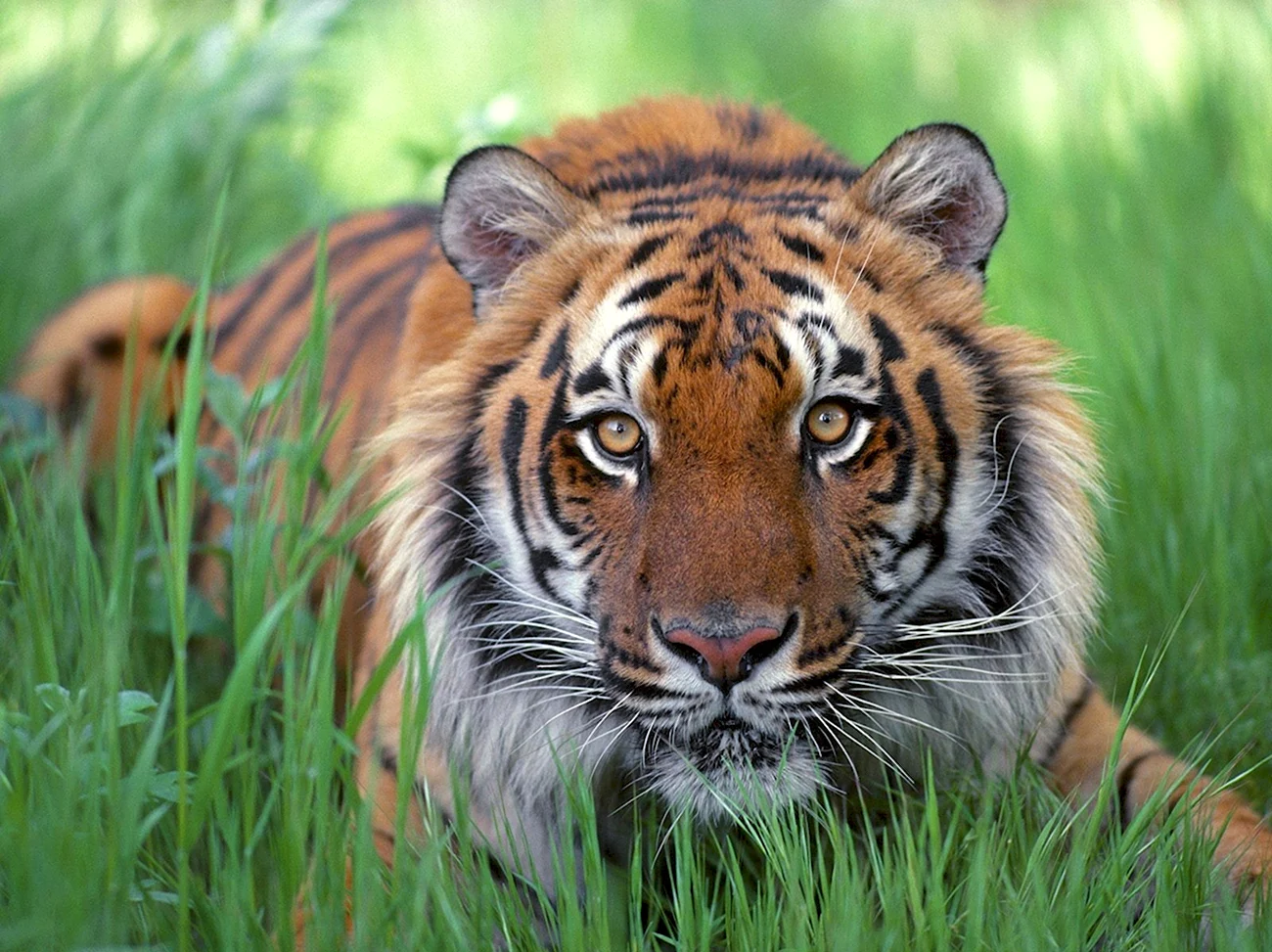 Суматранский тигр и Амурский тигр. Красивая картинка