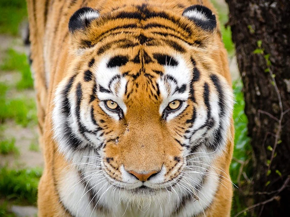 Суматранский тигр и Амурский тигр. Красивое животное