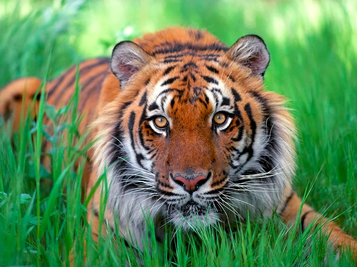 Суматранский тигр и Амурский тигр. Красивое животное