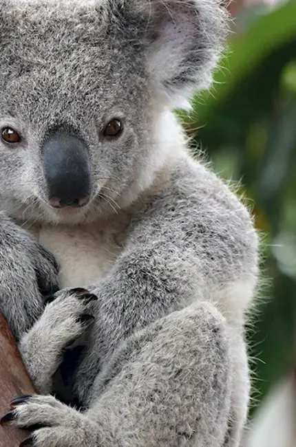Сумчатые животные Австралии коала. Картинка