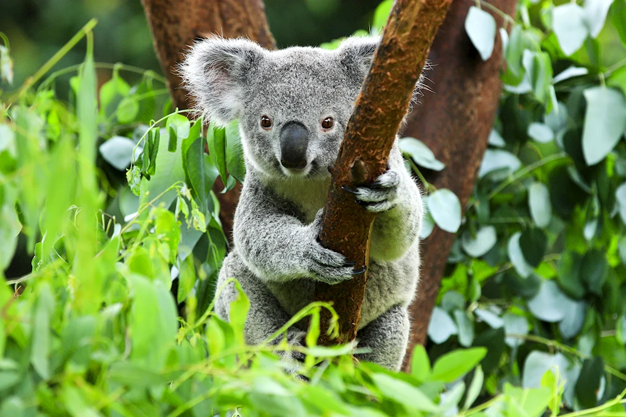 Сумчатые животные коала. Красивое животное