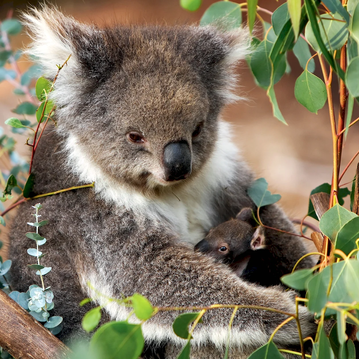 Сумчатые животные коала. Красивое животное