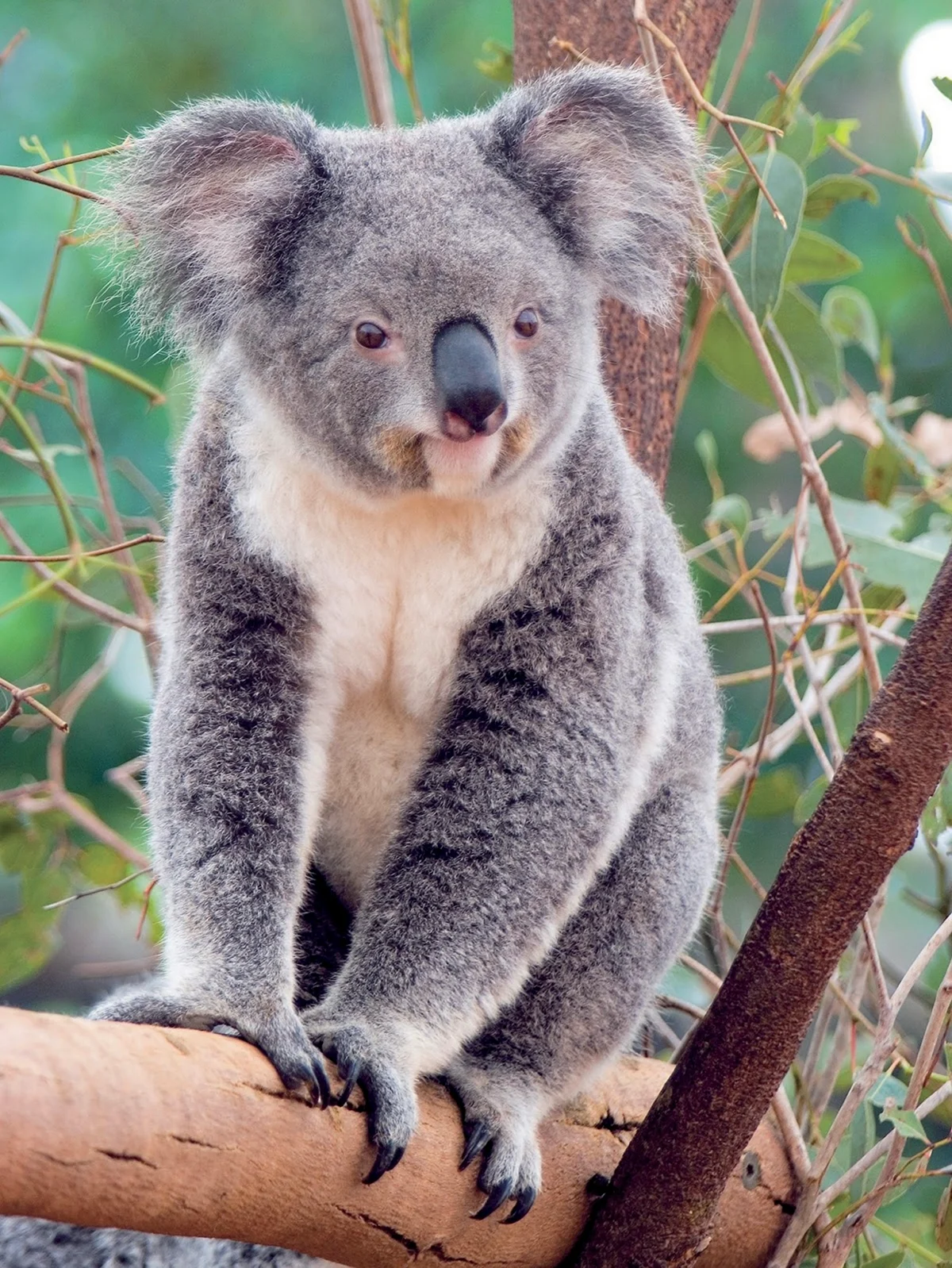 Сумчатый медведь коала Австралия. Красивое животное