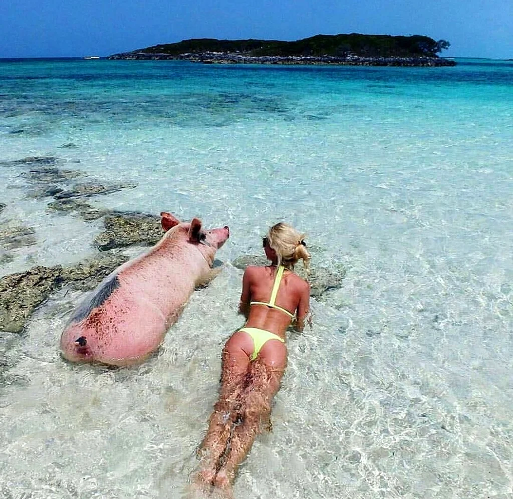 Свинья на пляже. Картинка