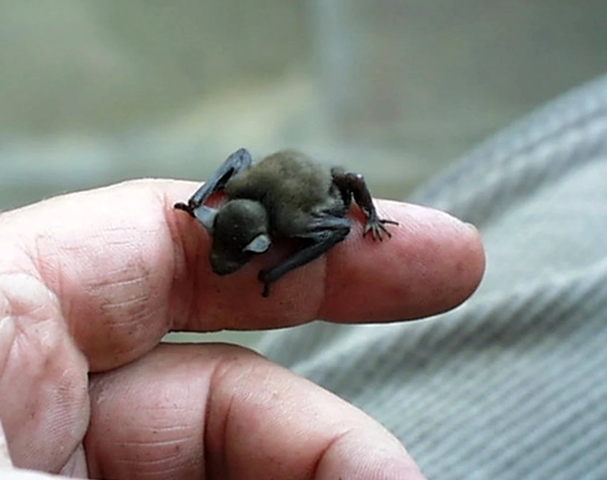 Свиноносая летучая мышь самое маленькое в мире млекопитающее. Красивое животное
