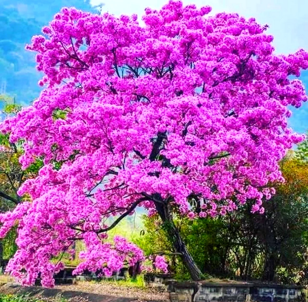 Табебуйя дерево. Красивая картинка