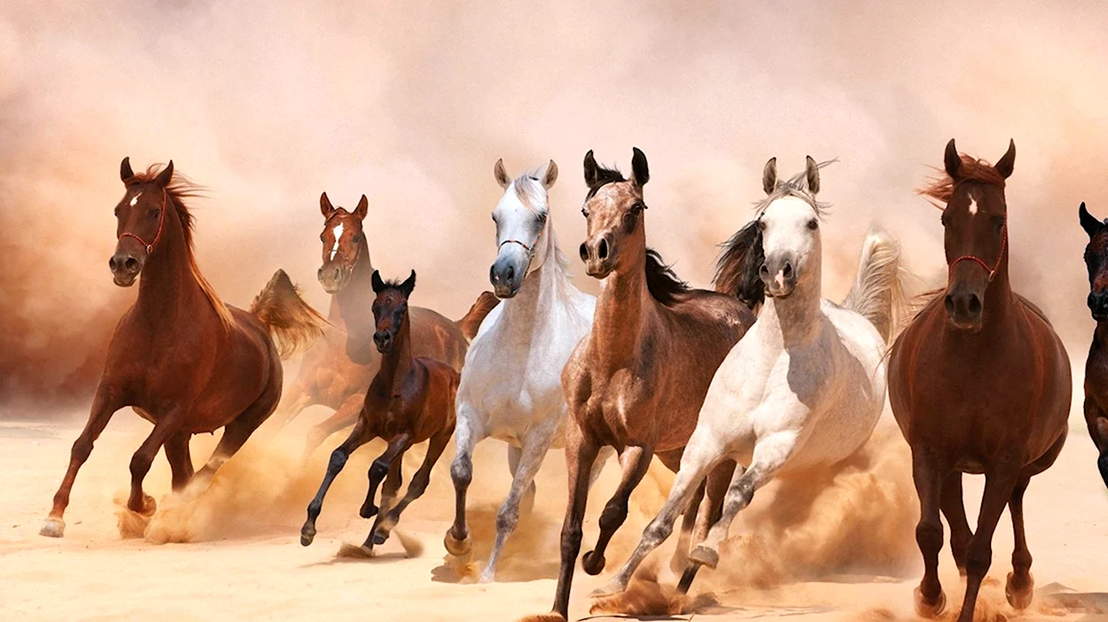 Табун арабских лошадей. Красивое животное